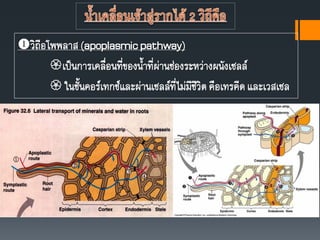 วิถีอโพพลาส(apoplasmicpathway)
เป็นการเคลื่อนที่ของนาที่ผ่านช่องระหว่างผนังเซลล์
 ในชันคอร์เทกซ์และผ่านเซลล์ที่ไม่มีชีวิตคือเทรคีดและเวสเซล
 
