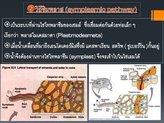 เป็นระบบที่ผ่านไซโทพลาซึมของเซลล์ ซึ่งเชื่อมต่อกันด้วยท่อเล็กๆ
เรียกว่า พลาสโมเดสมาตา(Plastmodesmata)
เมื่อนาเคลื่อนที่มาถึงเอนโดเดอร์มิสซึ่งมีแคสพาเรียน สตริพ( ซูเบอร์ริน)กันอยู่
นาจึงต้องผ่านทางไซโทพลาซึม(symplast)จึงจะเข้าไปในไซเลมได้
 