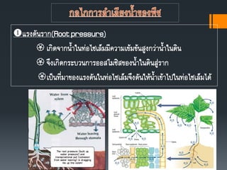 แรงดันราก(Rootpressure)
 เกิดจากนาในท่อไซเล็มมีความเข้มข้นสูงกว่านาในดิน
 จึงเกิดกระบวนการออสโมซิสของนาในดินสู่ราก
เป็นที่มาของแรงดันในท่อไซเล็มจึงดันให้นาเข้าไปในท่อไซเล็มได้
 