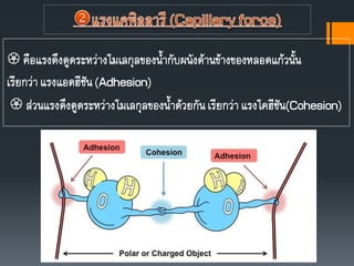  คือแรงดึงดูดระหว่างโมเลกุลของนากับผนังด้านข้างของหลอดแก้วนัน
เรียกว่าแรงแอดฮีชัน(Adhesion)
 ส่วนแรงดึงดูดระหว่างโมเลกุลของนาด้วยกันเรียกว่าแรงโคฮีชัน(Cohesion)
 