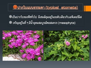 เป็นปากใบของพืชทั่วไป มีเซลล์คุมอยู่ในระดับเดียวกับเอพิเดอร์มิส
 เจริญอยู่ในที่ๆ มีนาอุดมสมบูรณ์พอสมควร (mesophyte)
 