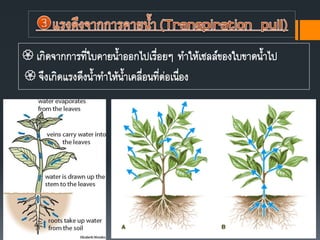  เกิดจากการที่ใบคายนาออกไปเรื่อยๆ ทาให้เซลล์ของใบขาดนาไป
 จึงเกิดแรงดึงนาทาให้นาเคลื่อนที่ต่อเนื่อง
 
