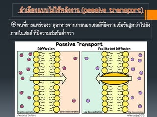 พบที่การแพร่ของธาตุอาหารจากภายนอกเซลล์ที่มีความเข้มข้นสูงกว่าไปยัง
ภายในเซลล์ที่มีความเข้มข้นต่ากว่า
 