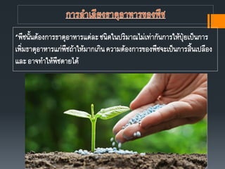 “พืชนันต้องการธาตุอาหารแต่ละชนิดในปริมาณไม่เท่ากันการให้ปุ๋ยเป็นการ
เพิ่มธาตุอาหารแก่พืชถ้าให้มากเกินความต้องการของพืชจะเป็นการสินเปลือง
และ อาจทาให้พืชตายได้
 