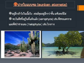 อยู่ลึกเข้าไปในเนือใบ เซลล์คุมอยู่ลึกกว่าชันเอพิเดอร์มิส
 พบในพืชที่อยู่ในที่แห้งแล้ง(xerophyte)เช่นพืชทะเลทราย
และพืชป่าชายเลน( halophyte) เช่นโกงกาง
 