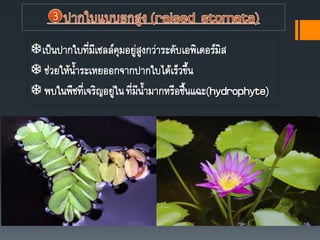 เป็นปากใบที่มีเซลล์คุมอยู่สูงกว่าระดับเอพิเดอร์มิส
 ช่วยให้นาระเหยออกจากปากใบได้เร็วขึน
 พบในพืชที่เจริญอยู่ในที่มีนามากหรือชืนแฉะ(hydrophyte)
 