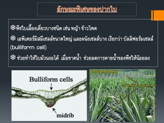 พืชใบเลียงเดี่ยวบางชนิดเช่นหญ้า ข้าวโพด
 เอพิเดอร์มิสมีเซลล์ขนาดใหญ่ และผนังเซลล์บางเรียกว่าบัลลิฟอร์มเซลล์
(bulliform cell)
 ช่วยทาให้ใบม้วนงอได้ เมื่อขาดนา ช่วยลดการคายนาของพืชให้น้อยลง
 