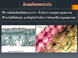บางชนิดมีเอพิเดอร์มิสหนามากกว่า1 ชันเรียกว่าmultiple epidermis
 พบในพืชที่แห้งแล้ง แถวที่อยู่ถัดเข้าไปเรียกว่าไฮโพเดอร์มิส(hypodermis)
 