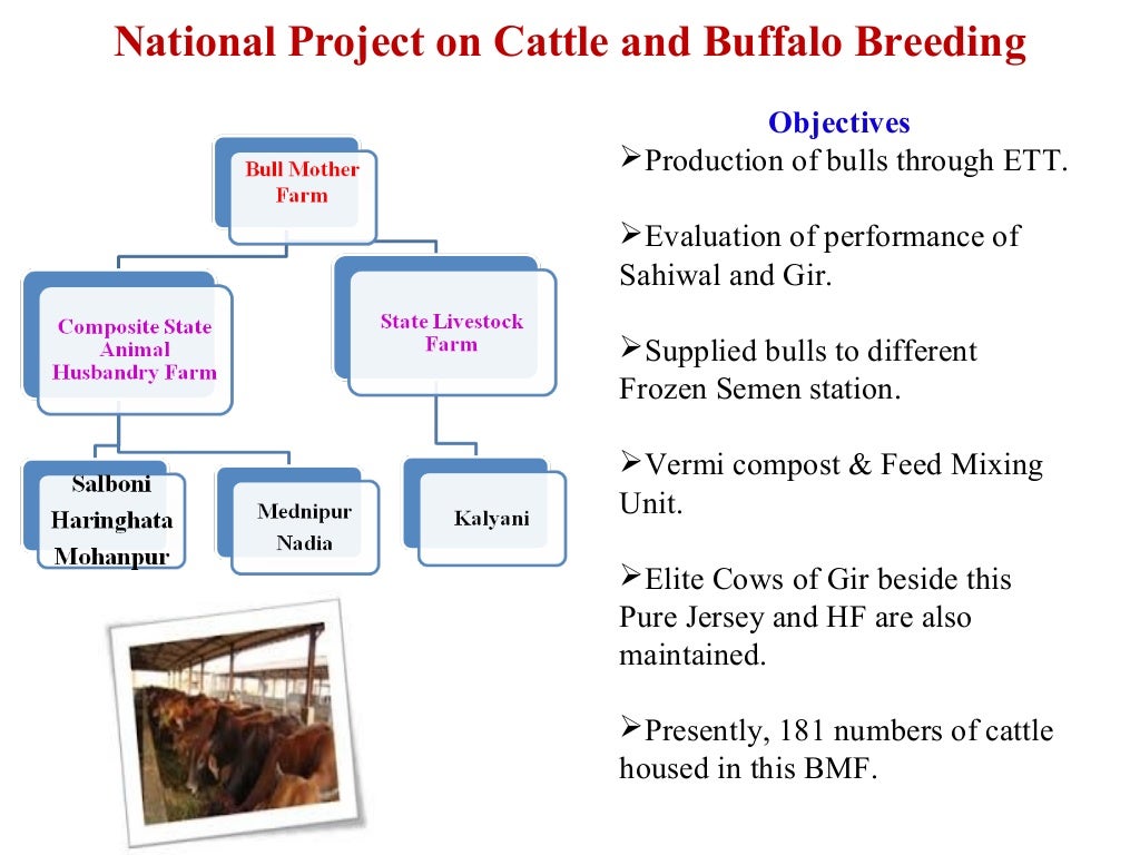Livestock Improvement Under Small and Marginal Farmers House Hold in…