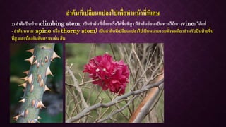 ลาต้นที่เปลี่ยนแปลงไปเพื่อทาหน้าที่พิเศษ
2) ลาต้นปีนป่ าย (climbing stem) เป็นลาต้นที่เลื้อยหรือไต่ขึ้นที่สูง มีลาต้นอ่อน เป็นพวกไม้เถา (vine) ได้แก่
- ลาต้นหนาม (spine หรือ thorny stem) เป็นลาต้นที่เปลี่ยนแปลงไปเป็นหนามรวมทั้งขอเกี่ยวสาหรับปีนป่ ายขึ้น
ที่สูงและป้องกันอันตราย เช่น ส้ม
 