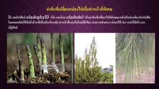 ลาต้นที่เปลี่ยนแปลงไปเพื่อทาหน้าที่พิเศษ
3) แคลโดฟีลล์ (cladophyll) หรือ แคลโดด (cladode) เป็นลาต้นที่เปลี่ยนไปมีลักษณะคล้ายใบเช่นเดียวกันกับฟีล
โลเคลดแต่มักใช้กับกิ่งก้านที่เป็นเส้นเรียวเล็ก ทาหน้าที่แทนใบโดยมีสีเขียว สามารถสังเคราะห์แสงได้ เช่น หน่อไม้ฝรั่ง สน
ปฏิพัทธ์
 