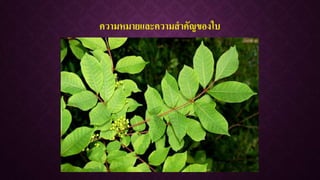 ความหมายและความสาคัญของใบ
 