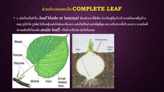 ส่วนประกอบของใบ COMPLETE LEAF
• 1. แผ่นใบหรือตัวใบ (leaf blade or lamina) มักแผ่แบน มีสีเขียว ส่วนใหญ่มีรูปร่างรี บางชนิดอาจมีรูปร่าง
กลม รูปหัวใจ รูปพัด ในใบหญ้าแผ่นใบมักจะเรียวยาว แผ่นใบเป็นส่วนสาคัญที่สุด เพราะเป็นส่วนที่สร้างอาหาร บางชนิดมี
ขนาดเล็กเป็นใบเกล็ด (scale leaf) หรือม้วนเป็นท่อ เช่นในใบหอม
 