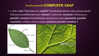 ส่วนประกอบของใบ COMPLETE LEAF
• 1.1 เส้นใบ ( vein ) ให้สังเกตเส้นกลางใบ ( midrib ) ซึ่งต่อเป็นเนื้อเดียวกับก้านใบ จากเส้นกลางใบแยกออกเป็นเส้น
ใบ ซึ่งจะแยกแขนงออกไปอีกเป็นเส้นแขนงใบ ( vientet ) การเรียงของใบ ( venation ) เส้นใบแบบขนาน (
parallel venation )พบในพืชใบเลี้ยงเดี่ยว แบ่งเป็นเรียงตามยาวของใบ (plamately parallel
venation) และเส้นใบขนานกันตามขวางของใบ ( pinately parallel venation )
 
