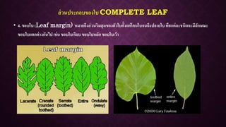 ส่วนประกอบของใบ COMPLETE LEAF
• 4. ขอบใบ (Leaf margin) หมายถึงส่วนริมสุดของตัวใบตั้งแต่โคนใบจนถึงปลายใบพืชแต่ละชนิดจะมีลักษณะ
ขอบใบแตกต่างกันไป เช่น ขอบใบเรียบ ขอบใบหยัก ขอบใบเว้า
 