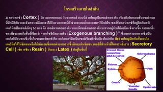 โครงสร้างภายในลาต้น
2) คอร์เทกซ์ ( Cortex ) มีอาณาเขตแคบกว่าในรากเซลล์ ส่วนนี้ส่วนใหญ่เป็นเซลล์พาเรงคิมาเรียงตัวกันหลายชั้น เซลล์พวก
นี้มักมีสีเขียวและสังเคราะห์ด้วยแสงได้ด้วยนอกจากนี้ยังช่วยสะสมน้าและอาหารให้แก่พืช เซลล์ชั้นคอร์เทกซ์ที่อยู่ติดกับเอพิ
เดอร์มิสเป็นเซลล์เล็กๆ 2-3 แถว คือ เซลล์พวกคอลเลงคิมา และมีเซลล์สเกลอเรงคิมาแทรกอยู่ช่วยให้ลาต้นแข็งแรงขึ้น การแตกกิ่ง
ของพืชจะแตกในชั้นนี้เรียกว่า “ เอกโซจีนัสบรานชิ่ง ( Exogenous branching )” ซึ่งแตกต่างจากรากซึ่งเป็น
เอนโดจีนัสบรานชิ่ง ชั้นในของคอร์เทกซ์ คือ เอนโดเดอร์มิสเป็นเซลล์เรียงตัวชั้นเดียวในลาต้น พืชส่วนใหญ่มักเห็นชั้นเอนโด
เดอร์มิสได้ไม่ชัดเจนหรือไม่เห็นเลยซึ่งแตกต่างจากรากซึ่งมีและเห็นชัดเจน เซลล์ที่ทาหน้าที่ในการหลั่งสาร ( Secretory
Cell ) เช่น เรซิน ( Resin ) น้ายาง ( Latex ) ก็อยู่ในชั้นนี้
 