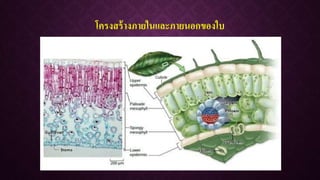 โครงสร้างภายในและภายนอกของใบ
 