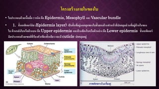 โครงสร้างภายในของใบ
• ใบประกอบด้วยเนื้อเยื่อ 3 ชนิด คือ Epidermis, Mesophyll และ Vascular bundle
• 1. ชั้นเอพิเดอร์มิส (Epidermis layer) เป็นชั้นที่อยู่นอกสุดของใบทั้งสองด้านทาหน้าที่ปกคลุมส่วนที่อยู่ด้านในของ
ใบ ด้านหลังใบหรือด้านบน คือ Upper epidermis และด้านท้องใบหรือด้านล่าง คือ Lower epidermis ชั้นเอพิเดอร์
มิสประกอบด้วยเซลล์ที่เรียงตัวเพียงชั้นเดียวและมี cuticle ปกคลุมอยู่
 