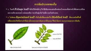 การจัดประเภทของใบ
• 1. ใบแท้ (Foliage leaf) คือใบไม้ปกติทั่วๆ ไป มีสีเขียวและแผ่นเป็นแผ่นกว้างแบนเพื่อทาหน้าที่สังเคราะห์ด้วย
แสง หายใจ และคายน้า แบ่งออกเป็น 2 พวกใหญ่ๆ คือ ใบเดี่ยว และใบประกอบ
• 2. ใบพิเศษ (Specialized leaf) หรือใบที่เปลี่ยนแปลงไป (Modified leaf) พืชบางชนิดมีใบที่
เปลี่ยนแปลงไปเพื่อทาหน้าที่อย่างอื่นนอกจากการสังเคราะห์ด้วยแสง ได้แก่ มือเกาะ หนาม สะสมอาหาร เป็นต้น
 