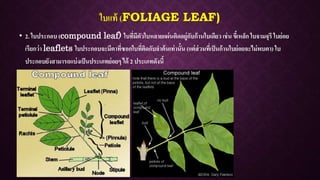 ใบแท้ (FOLIAGE LEAF)
• 2. ใบประกอบ (compound leaf) ใบที่มีตัวใบหลายแผ่นติดอยู่กับก้านใบเดียว เช่น ขี้เหล็ก ใบจามจุรี ใบย่อย
เรียกว่า leaflets ใบประกอบจะมีตาที่ซอกใบที่ติดกับลาต้นเท่านั้น (แต่ส่วนที่เป็นก้านใบย่อยจะไม่พบตา) ใบ
ประกอบยังสามารถแบ่งเป็นประเภทย่อยๆได้ 2 ประเภทดังนี้
 