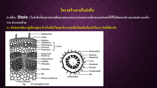 โครงสร้างภายในลาต้น
3) สตีล ( Stele ) ในลาต้นฃั้นสองของสตีลจะแคบมากและแบ่งออกจากชั้นของคอร์เทกซ์ได้ไม่ชัดเจนนัก และแตกต่างจากใน
ราก ประกอบด้วย
3.1 มัดท่อลาเลียง อยู่เป็นกลุ่มๆ ด้านในเป็นไซเลม ด้านนอกเป็นโฟลเอ็มเรียงตัวในแนวรัศมีเดียวกัน
 