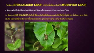ใบพิเศษ (SPECIALIZED LEAF) หรือใบที่เปลี่ยนแปลงไป (MODIFIED LEAF)
• พืชบางชนิดมีใบที่เปลี่ยนแปลงไปเพื่อทาหน้าที่อย่างอื่นนอกจากการสังเคราะห์ด้วยแสง ได้แก่
1. มือเกาะ (leaf tendril) เป็นใบที่เปลี่ยนแปลงไปเพื่อยึดและพยุงลาต้นให้ไต่ขึ้นที่สูงได้ เช่น ถั่วลันเตา มะระ ตาลึง
เป็นต้น โดยอาจเปลี่ยนแปลงมาจากทั้งใบหรือส่วนต่าง ๆ ของใบ เช่น หูใบ ก้านใบ ปลายใบ หรือใบย่อย
 