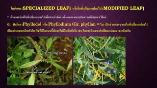 ใบพิเศษ (SPECIALIZED LEAF) หรือใบที่เปลี่ยนแปลงไป (MODIFIED LEAF)
• พืชบางชนิดมีใบที่เปลี่ยนแปลงไปเพื่อทาหน้าที่อย่างอื่นนอกจากการสังเคราะห์ด้วยแสง ได้แก่
6. ฟิลโลด (Phyllode) หรือ Phyllodium (Gr. phyllon = ใบ) เป็นส่วนต่างๆ ของใบที่เปลี่ยนแปลงไป
เป็นแผ่นแบนคล้ายตัวใบ พืชที่มีใบแบบนี้มักจะไม่มีใบที่แท้จริง เช่น ใบกระถินณรงค์เปลี่ยนแปลงมาจากก้านใบ
 