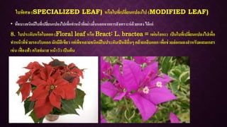 ใบพิเศษ (SPECIALIZED LEAF) หรือใบที่เปลี่ยนแปลงไป (MODIFIED LEAF)
• พืชบางชนิดมีใบที่เปลี่ยนแปลงไปเพื่อทาหน้าที่อย่างอื่นนอกจากการสังเคราะห์ด้วยแสง ได้แก่
8. ใบประดับหรือใบดอก (Floral leaf หรือ Bract: L. bractea = แผ่นโลหะ) เป็นใบที่เปลี่ยนแปลงไปเพื่อ
ทาหน้าที่ช่วยรองรับดอก มักมีสีเขียว แต่พืชหลายชนิดมีใบประดับเป็นสีอื่นๆ คล้ายกลีบดอก เพื่อช่วยล่อแมลงสาหรับผสมเกสร
เช่น เฟื่องฟ้า คริสต์มาส หน้าวัว เป็นต้น
 