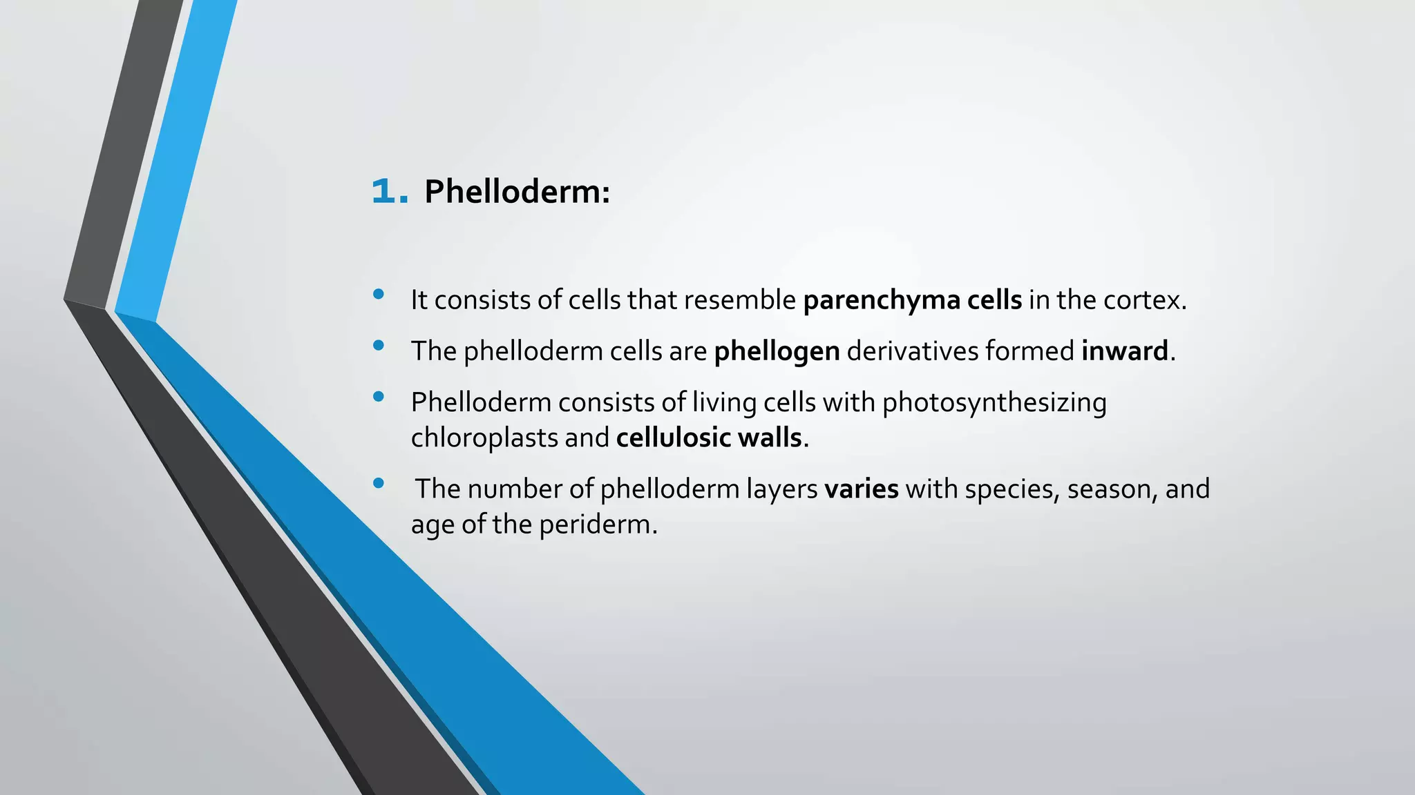 Structure, Development & Function of Periderm | PPTX