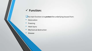 Function:
Its main function is to protect the underlying tissues from:
• Desiccation
• Freezing
• Heat injury
• Mechanical destruction
• Disease
 