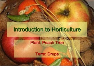 Introduction to Horticulture Plant: Peach Tree Term: Drupe 