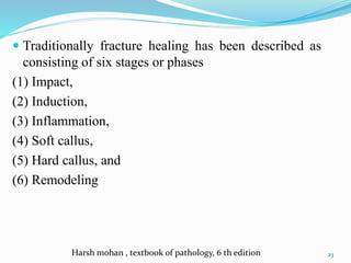  Traditionally fracture healing has been described as
consisting of six stages or phases
(1) Impact,
(2) Induction,
(3) Inflammation,
(4) Soft callus,
(5) Hard callus, and
(6) Remodeling
23Harsh mohan , textbook of pathology, 6 th edition
 