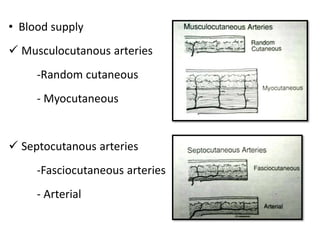• Blood supply
 Musculocutanous arteries
-Random cutaneous
- Myocutaneous
 Septocutanous arteries
-Fasciocutaneous arteries
- Arterial
 