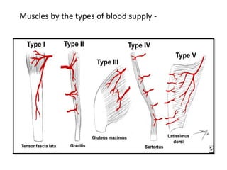 Muscles by the types of blood supply -
 