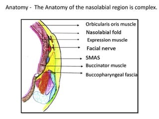 Anatomy - The Anatomy of the nasolabial region is complex.
 