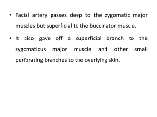 • Facial artery passes deep to the zygomatic major
muscles but superficial to the buccinator muscle.
• It also gave off a superficial branch to the
zygomaticus major muscle and other small
perforating branches to the overlying skin.
 