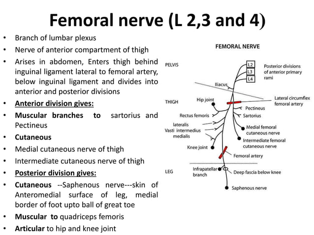 11. injuries of the nerves of lower limb