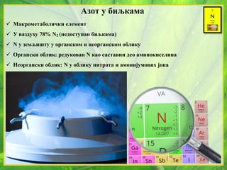Азот у биљкама
 Макрометаболички елемент
 У ваздуху 78% N2 (недоступан биљкама)
 N у земљишту у органском и неорганском облику
 Органски облик: редукован N као саставни део аминокиселина
 Неоргански облик: N у облику нитрата и амонијумових јона
 