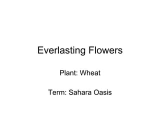 Everlasting Flowers Plant: Wheat Term: Sahara Oasis 