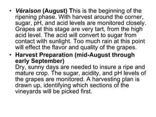 Véraison  (August) T his is the beginning of the ripening phase. With harvest around the corner, sugar, pH, and acid levels are monitored closely. Grapes at this stage are very tart, from the high acid level. The acid will convert to sugar from contact with sunlight. Too much rain at this point will effect the flavor and quality of the grapes.  Harvest Preparation (mid-August through early September) Dry, sunny days are needed to insure a ripe and mature crop. The sugar, acidity, and pH levels of the grapes are monitored. A harvesting plan is drawn up, identifying which sections of the vineyards will be picked first.  