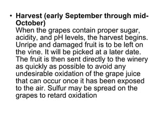 Harvest (early September through mid-October) When the grapes contain proper sugar, acidity, and pH levels, the harvest begins. Unripe and damaged fruit is to be left on the vine. It will be picked at a later date. The fruit is then sent directly to the winery as quickly as possible to avoid any undesirable oxidation of the grape juice that can occur once it has been exposed to the air. Sulfur may be spread on the grapes to retard oxidation 