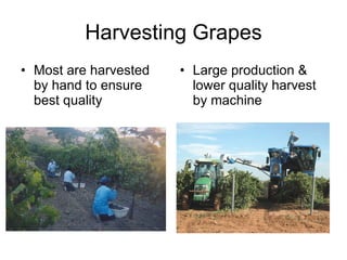 Harvesting Grapes Most are harvested by hand to ensure best quality Large production & lower quality harvest by machine 