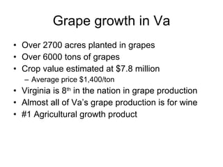 Grape growth in Va Over 2700 acres planted in grapes Over 6000 tons of grapes Crop value estimated at $7.8 million Average price $1,400/ton Virginia is 8 th  in the nation in grape production Almost all of Va’s grape production is for wine #1 Agricultural growth product 