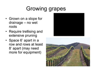 Growing grapes Grown on a slope for drainage – no wet roots Require trellising and extensive pruning Space 6’ apart in a row and rows at least 8’ apart (may need more for equipment) 
