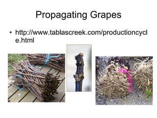 Propagating Grapes http://www.tablascreek.com/productioncycle.html 