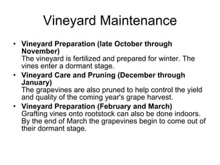 Vineyard Maintenance Vineyard Preparation (late October through November) The vineyard is fertilized and prepared for winter. The vines enter a dormant stage.  Vineyard Care and Pruning (December through January)  The grapevines are also pruned to help control the yield and quality of the coming year's grape harvest.  Vineyard Preparation (February and March) Grafting vines onto rootstock can also be done indoors.  By the end of March the grapevines begin to come out of their dormant stage. 
