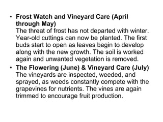 Frost Watch and Vineyard Care (April through May) The threat of frost has not departed with winter. Year-old cuttings can now be planted. The first buds start to open as leaves begin to develop along with the new growth. The soil is worked again and unwanted vegetation is removed.  The Flowering (June) & Vineyard Care (July) The vineyards are inspected, weeded, and sprayed, as weeds constantly compete with the grapevines for nutrients. The vines are again trimmed to encourage fruit production.  