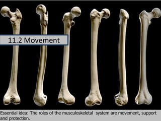Essential idea: The roles of the musculoskeletal system are movement, support
and protection.
11.2 Movement
 