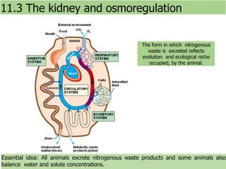 Essential idea: All animals excrete nitrogenous waste products and some animals also
balance water and solute concentrations.
11.3 The kidney and osmoregulation
The form in which nitrogenous
waste is excreted reflects
evolution and ecological niche
occupied, by the animal.
 