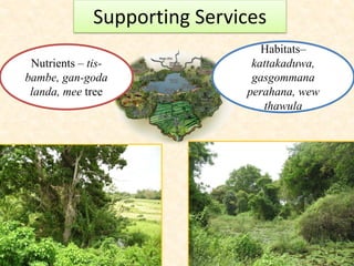 Supporting Services
Nutrients – tis-
bambe, gan-goda
landa, mee tree
Habitats–
kattakaduwa,
gasgommana
perahana, wew
thawula
 